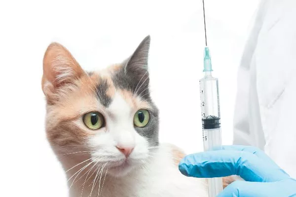 Why Does My Cat Need to Be Vaccinated?